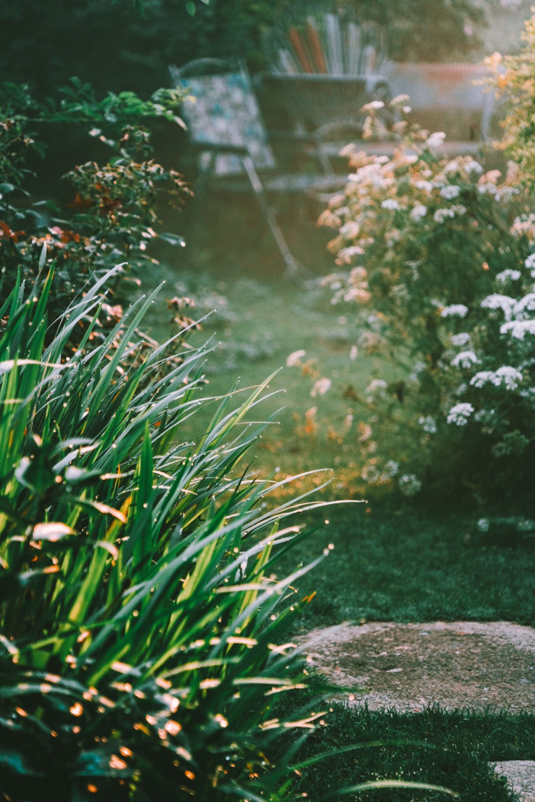 Jardin à l'aube, graminées couvertes de rosée et fleurs blanches en contre-jour