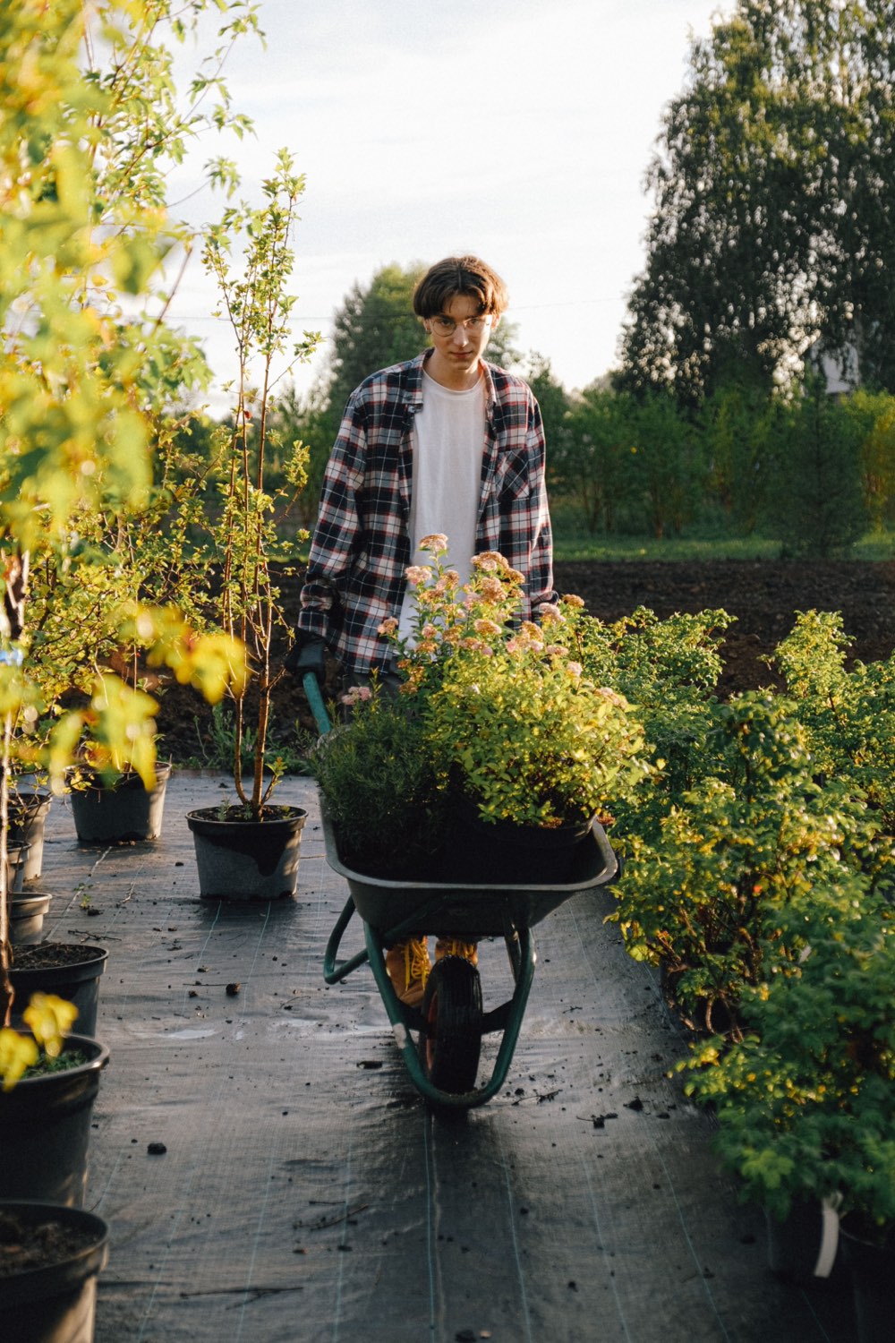 Jardinier poussant une brouette chargée de plantes dans une pépinière au soleil couchant