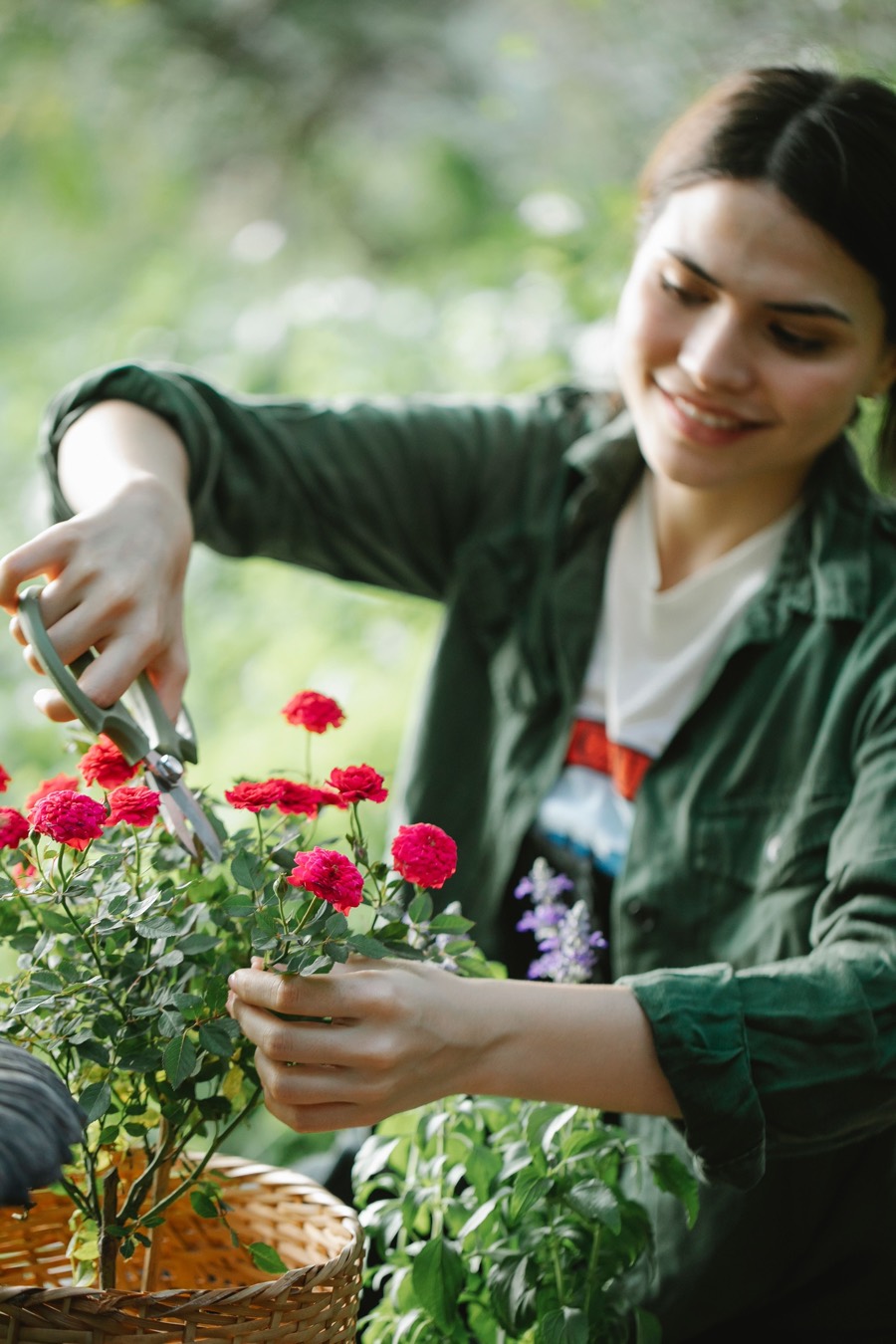 Taille attentive d'un rosier au sécateur, panier en osier au premier plan