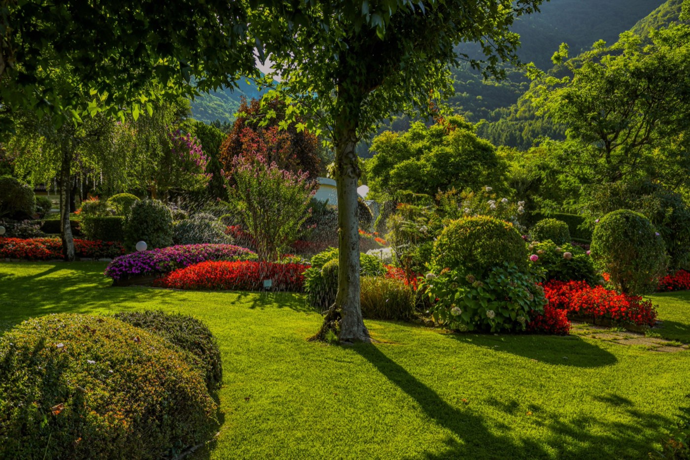 Jardin d'agrément luxuriant&nbsp;: pelouse, massifs fleuris rouges et roses, arbres taillés