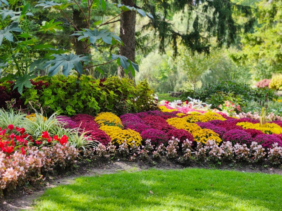 Massif de chrysanthèmes et bégonias fraîchement planté