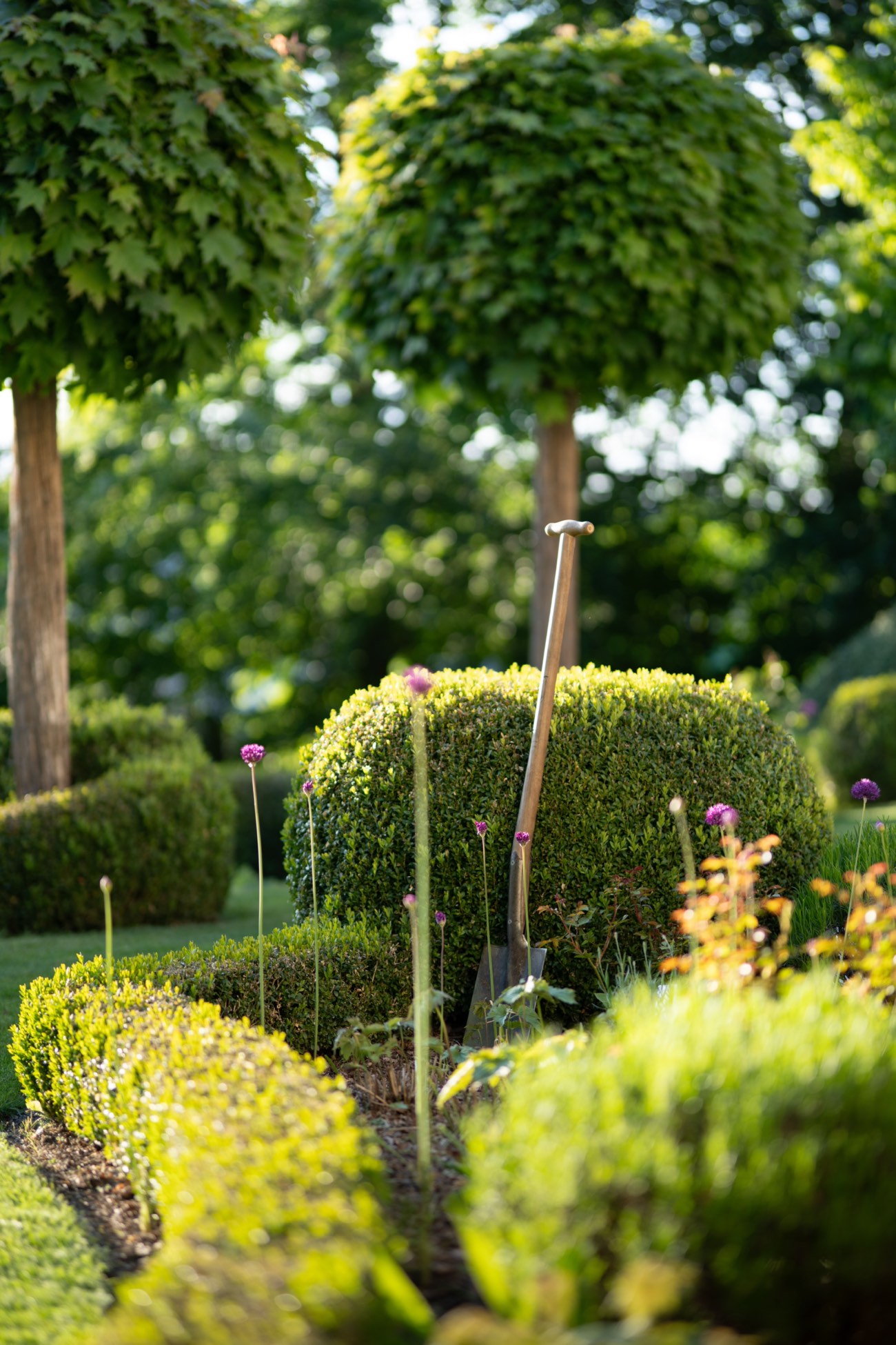 Parterre de buis taillés en boules, érables en tige et bêche plantée dans la terre
