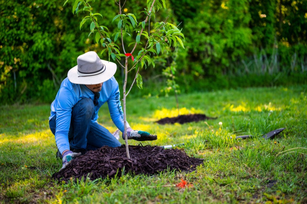 Plantation d'un jeune arbre fruitier, paillage au pied