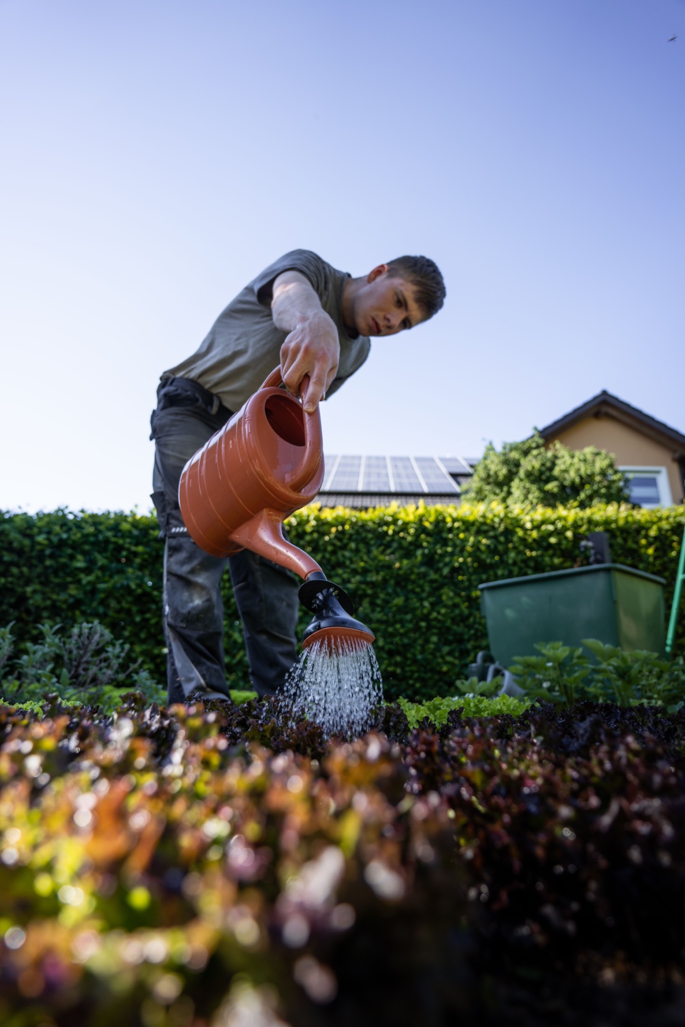 Arrosage à l'arrosoir d'un massif de jeunes salades