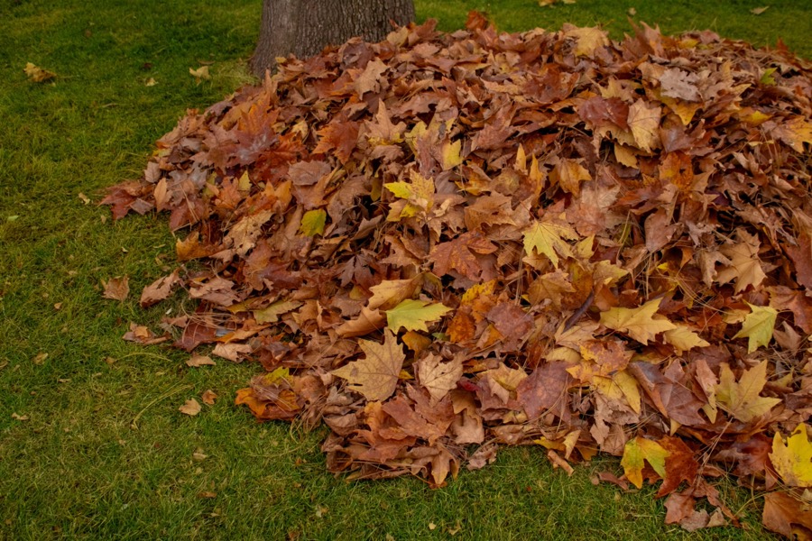 Tas de feuilles mortes ramassées sur une pelouse