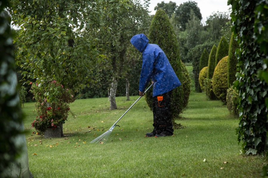 Ratissage de la pelouse entre des conifères taillés, sous la pluie