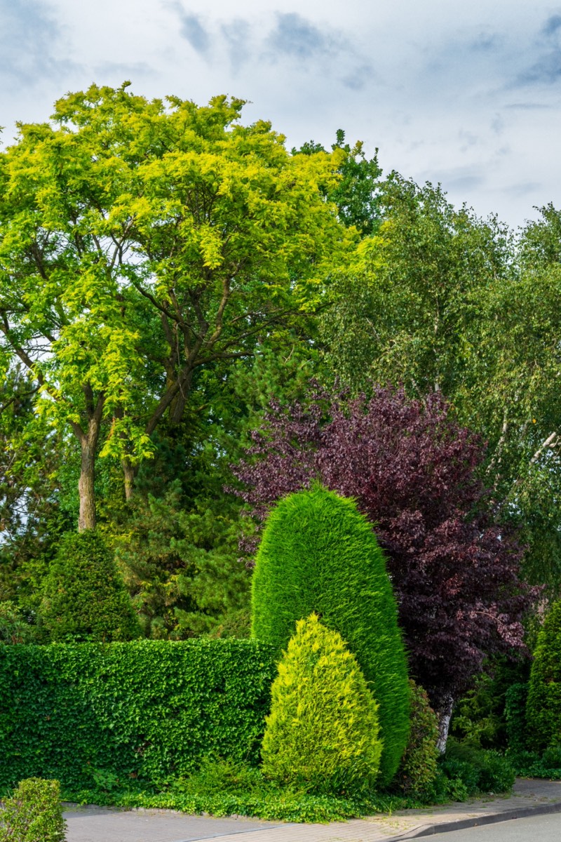 Boules de buis taillées et érables en tige, bêche plantée dans un massif